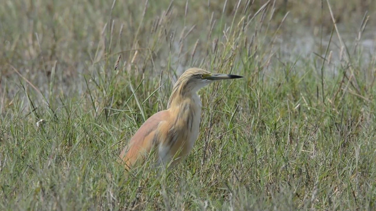 Squacco heron (Ardeola ralloides) Κρυπτοτσικνιάς