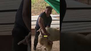 Fighting a Goat in India 🇮🇳