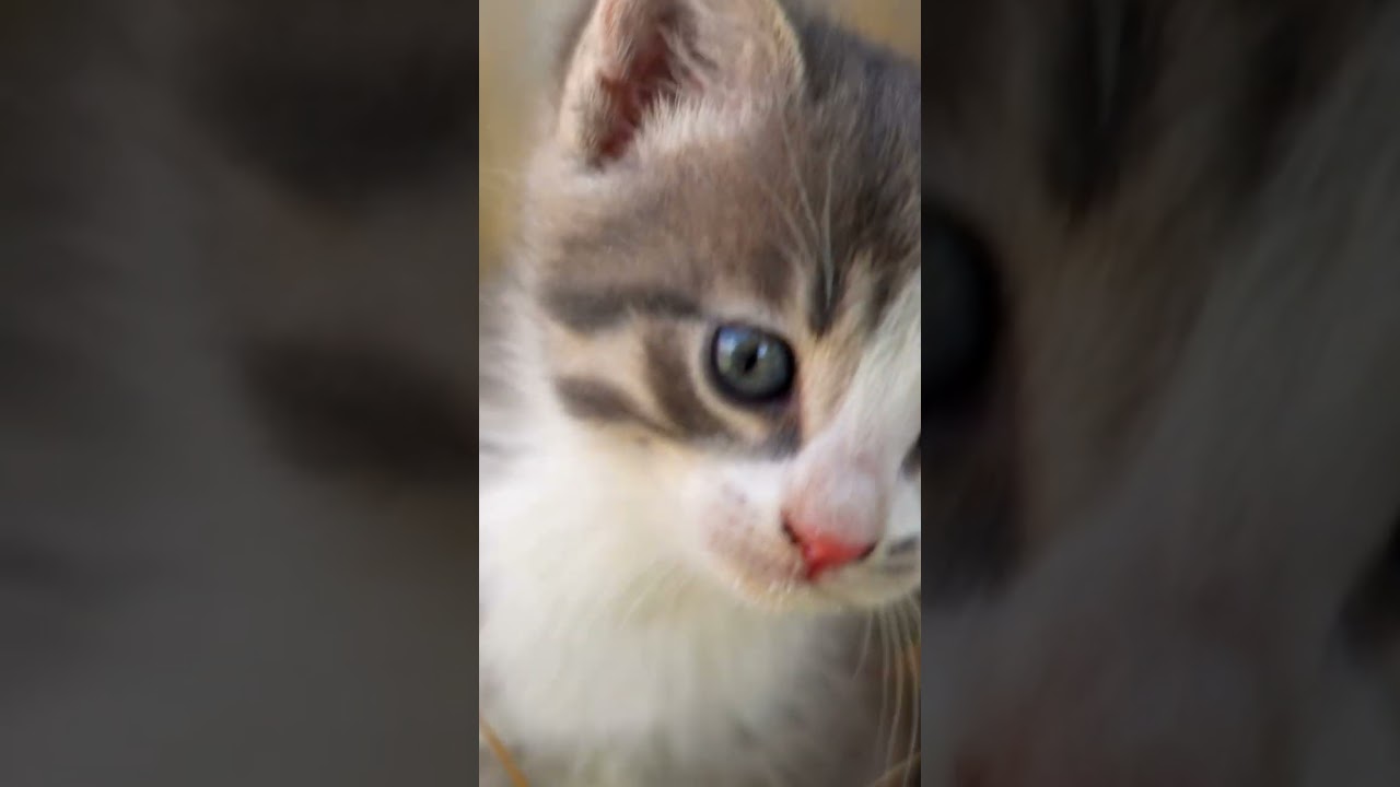 Kittens' Playtime: Hay, Logs, and Snuggles