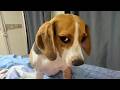Dogs Being Dramatic Again 🤣 Funny Dog Videos 2026