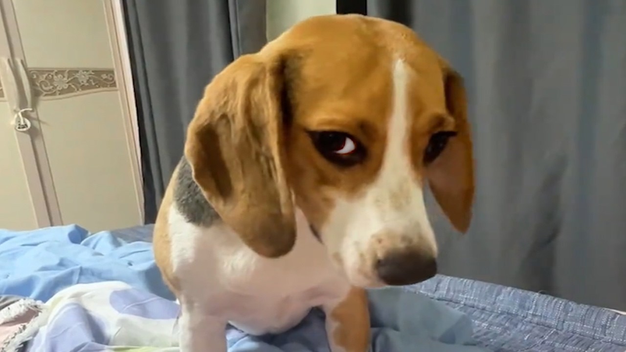 Dogs Being Dramatic Again 🤣 Funny Dog Videos 2026