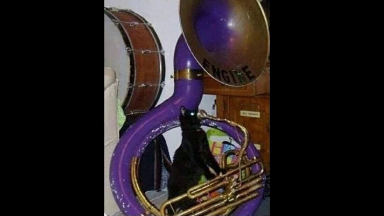 Tuba Cat Boss Theme YouTube