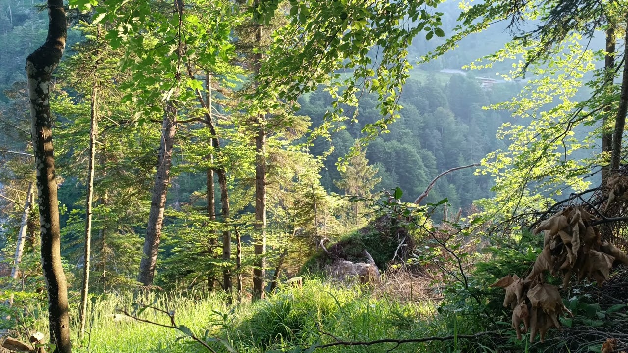 Peaceful Forest Morning | Birds Singing, Gentle Stream Sounds | Kaisertal, Austria