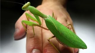 САМЫЙ зажигательный танец богомола с человеческим пальцем !!!-  Mantis dance with finger!