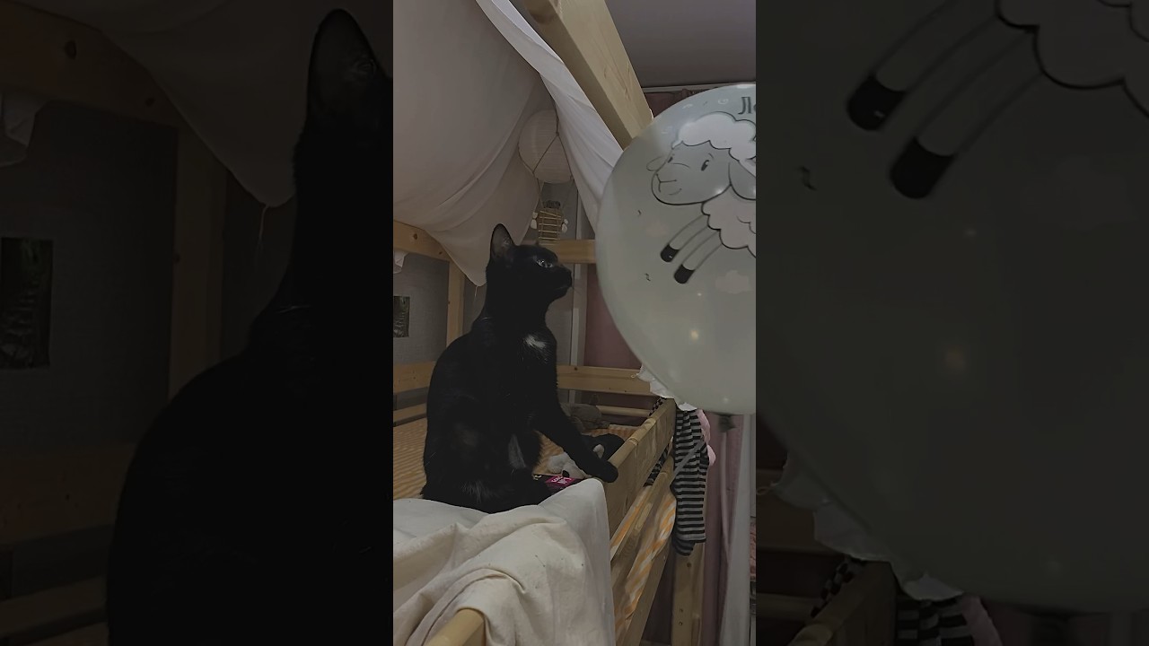 Бия и шарик🎈😻 