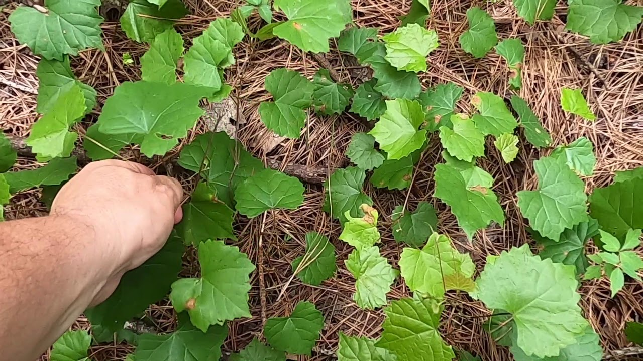 Muscadinia rotundifolia