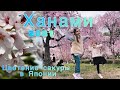 Цветение сакуры 2021 Sakura in Japan Хамами Весна в Японии