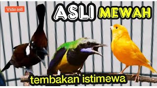 ASLI MEWAH TEMBAKAN ISTIMEWA KASAR TAJAM || cililin , cungkok , kenari