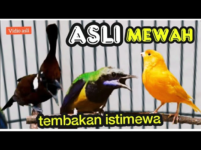 ASLI MEWAH TEMBAKAN ISTIMEWA KASAR TAJAM || cililin , cungkok , kenari class=