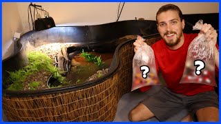 Buying Colorful Fish For My Indoor TURTLE POND! by Carson’s Aquatics 19,200 views 1 year ago 10 minutes, 19 seconds