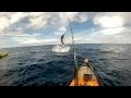 Catching Marlin from a kayak, Coffs harbour