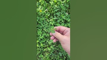 This 5-Leaf Clover Looks Like a Star