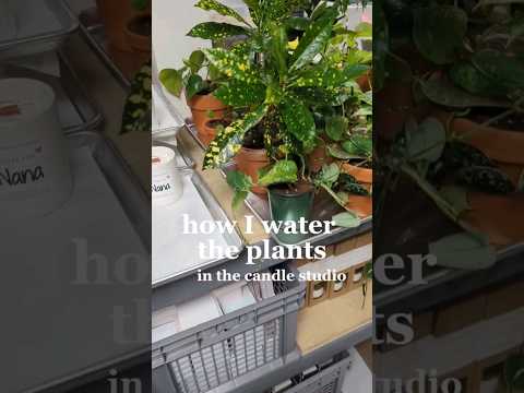 ვიდეო: რა მცენარეებია საუკეთესო სანთლებისთვის: ჩვეულებრივი მცენარეები და ბალახები სანთლის დასამზადებლად