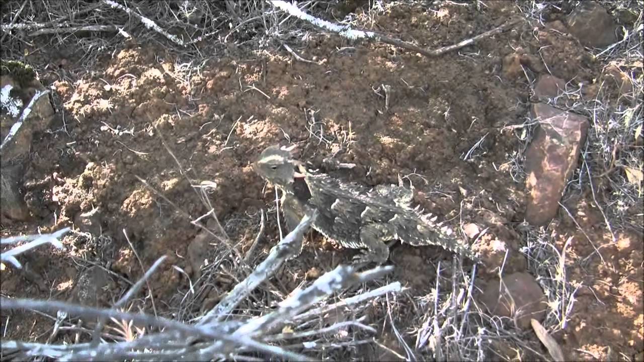 a close encounter of the lizard kind