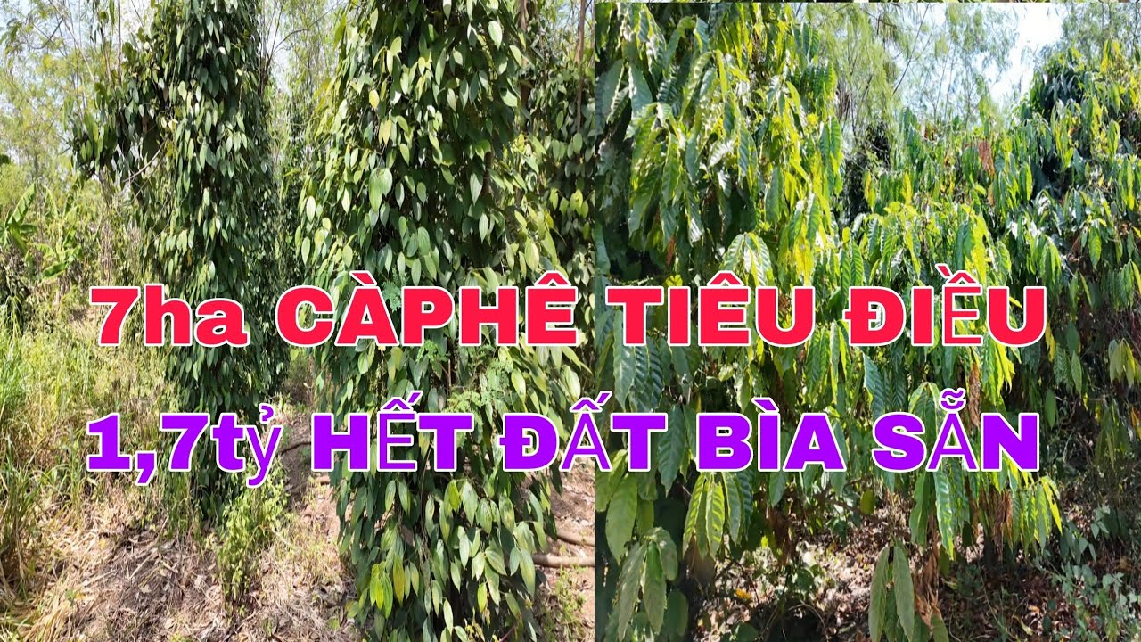 Nhượng lại 7ha có càphê tiêu điều bìa 5,2ha giá 1,7tỷ hết đất 
