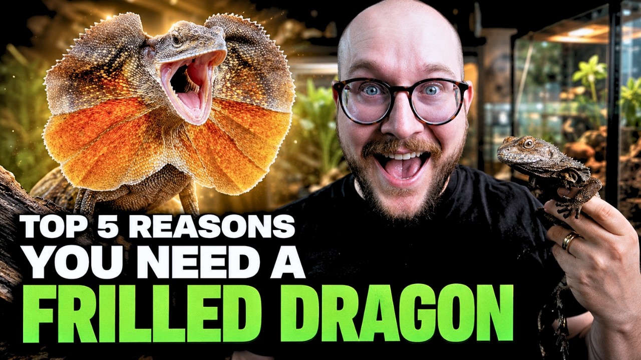 5 Reasons You NEED a Frilled Dragon!
