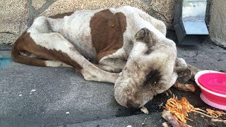 Loyal Pit Bull's Desire for Love from Its Humans Moved Everyone to Tears by videoinspirational 1,043 views 4 months ago 5 minutes, 11 seconds