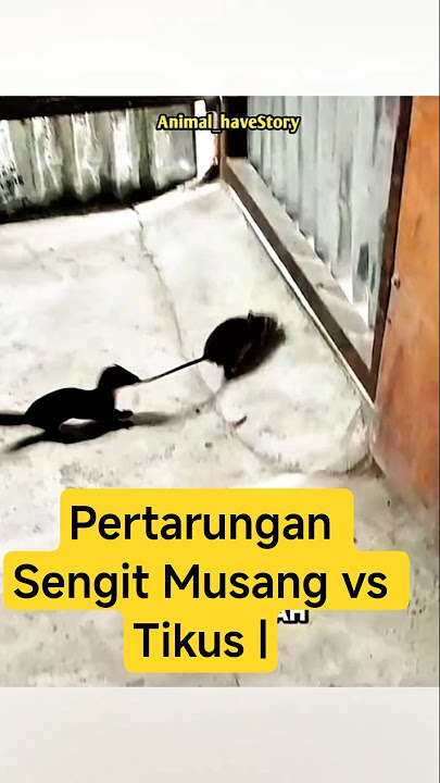 Pertarungan Sengit Musang vs Tikus | Aksi Nyata di Balik Tembok Seng! #Musang #Tikus