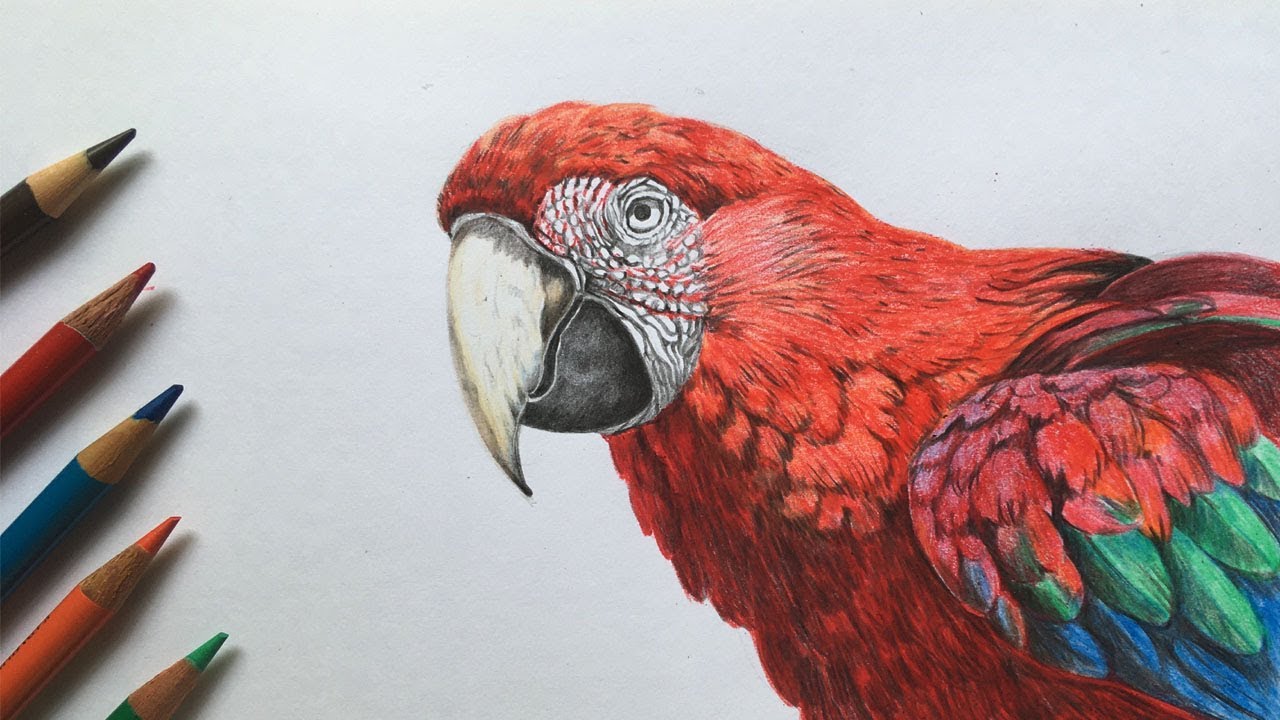 Featured image of post Hyper Realistic Parrot Drawing Realistic 3