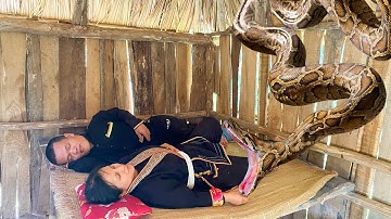 Giant Python Suddenly Attacks Dwarf Family While They