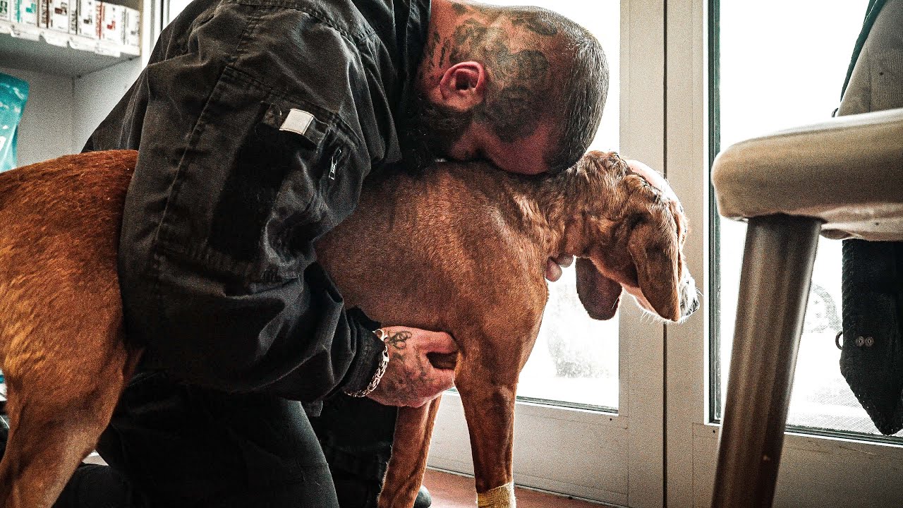 Vom Wildschwein angegriffene Hündin wird operiert!