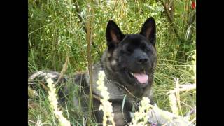 American Akita - Anais That's Amore
