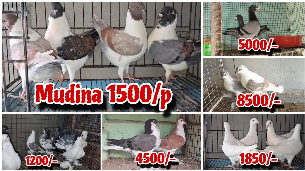 American Faintal, Indian Faintal,Siraji,Mukkhi,Pouter,and Satin Kabutar New Stock Available 🥰