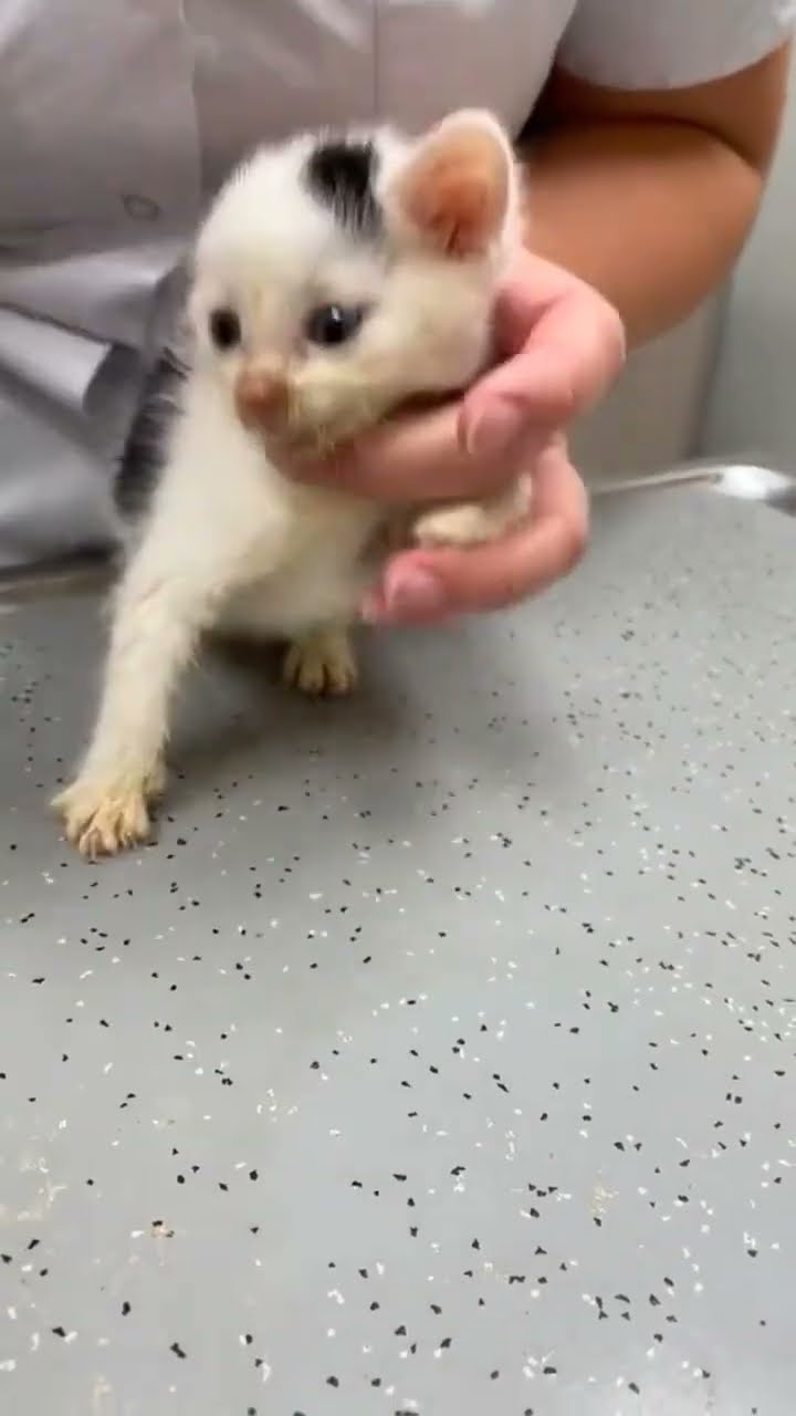 Bébé chaton très mignon ♥️ ♥️ ♥️