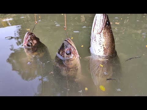 वीडियो: सर्दियों में मछली पकड़ने के जाल कैसे लगाएं