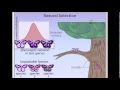 The Role of Mimicry and Selection in Butterfly Survival