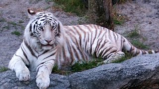 Visiting Animals in Busch Gardens Tampa Bay, Theme park in Tampa, Florida, United States