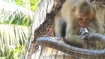 Big cobra snake and monkey naag jog
