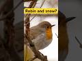 Have you seen a robin in the snow? | Film Studio Aves #nature #wildlife #birds