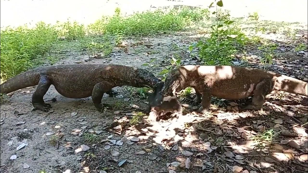 OMG.. Komodo dragon eating wild boar.#orakomodochannel#komodoisland#