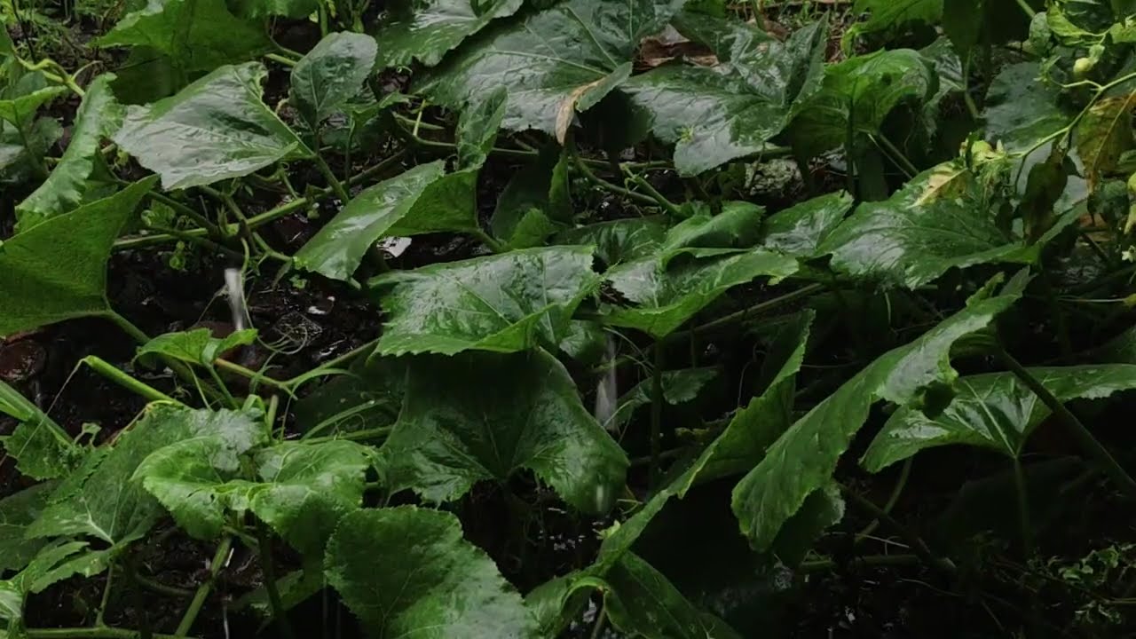 Rhoma Irama Lagu Lawas Full Nonstop | Dangdut Klasik Terpopuler