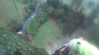 Lime tree removal part 1