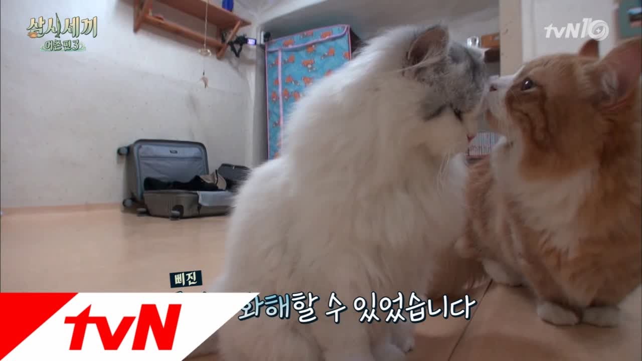 3bobfish 삐진 쿵이를 위한 몽이의 특급애교! 161125 EP.7