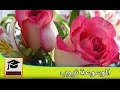 هل تعلم ما هى أنواع الورود معلومات عن انواع الورود هل تعلم ما هى أنواع الورود معلومات عن انواع الورود