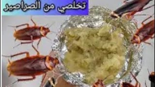 #ثلاث طرق بسيطة تهنيك من الصراصير الصغيرة والكبيرة للأبد وبمكونات موجودة في البيت