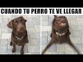 MEMES DE PERRITOS Y GATITOS #5