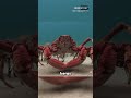 Saat Robot Menyamar Jadi Kepiting, Predator Datang Menguji
