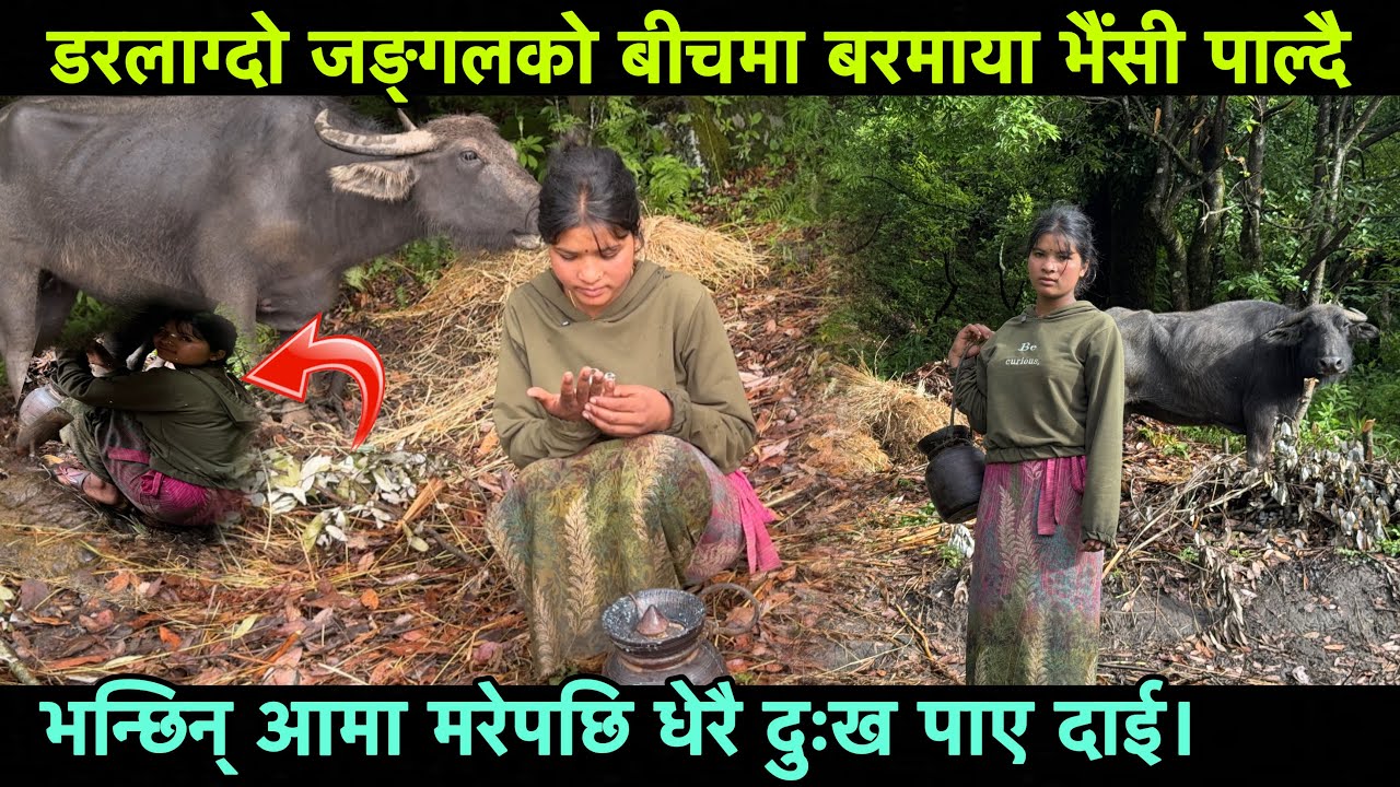 डरलाग्दो जङ्गलको बीचमा बरमाया भैंसी पाल्दै भन्छिन् आमा मरेपछि धेरै दुःख पाए दाई Epic Nepal