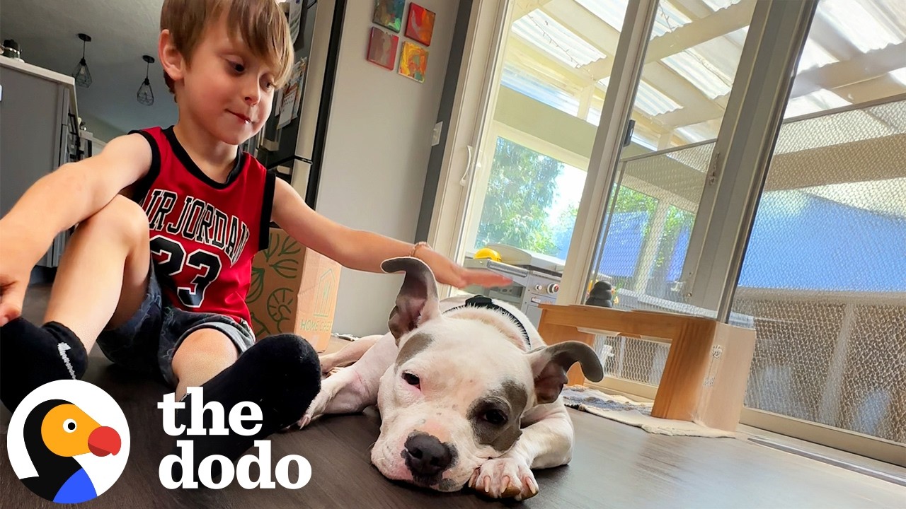 Малыш — любимый персонаж Питти | Додо