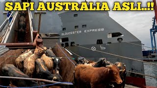 SAPI AUSTRALIA BONGKAR DI PELABUHAN TANJUNG PRIOK