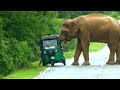 A tourist couple is attacked by a wild elephant walking in search of food