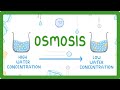 Gcse biology  osmosis 8