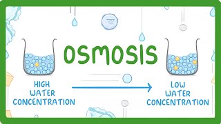 GCSE Biology - What is Osmosis?
