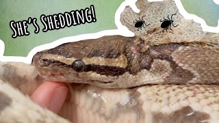 Rescued Ball Python Shedding Off Ticks! Update!