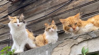 Beautiful Cats living on the streets of Istanbul. I gave them food.