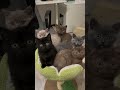 Lover of beautiful cats #catsarelife#catworld#dailykitten#catoftheworld#catskittenlife